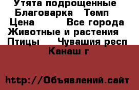 Утята подрощенные “Благоварка“,“Темп“ › Цена ­ 100 - Все города Животные и растения » Птицы   . Чувашия респ.,Канаш г.
